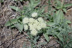 Lomatium macrocarpum