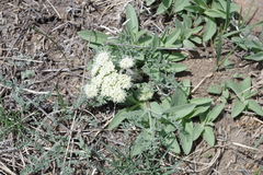 Lomatium macrocarpum