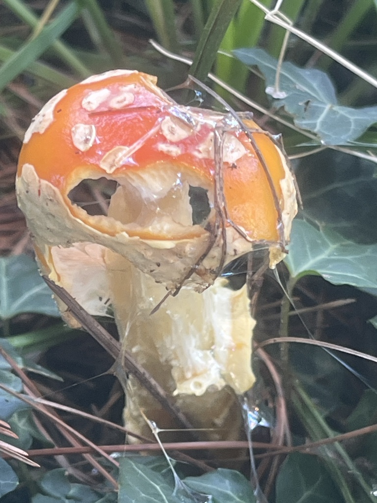 American Yellow Fly Agaric · August 2026 · photo: Photo: (c) Elliot Greiner, some rights reserved (CC BY) · iNaturalist