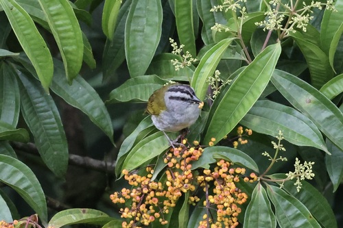 Black-striped Sparrow