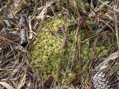 Sphagnum strictum