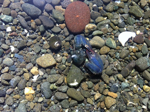 Petrolisthes elongatus