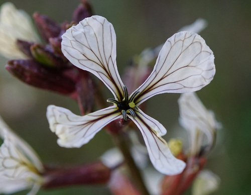 Eruca vesicaria