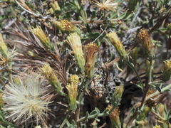Brickellia frutescens