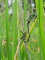 Ischnura chingaza