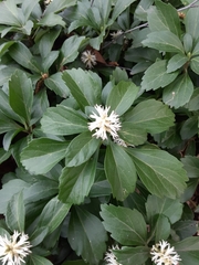 Pachysandra