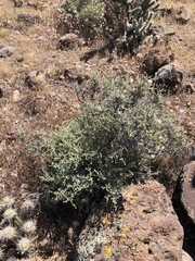 Brickellia frutescens