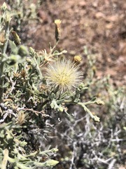 Brickellia frutescens