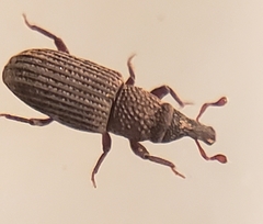 Dryophthorus americanus