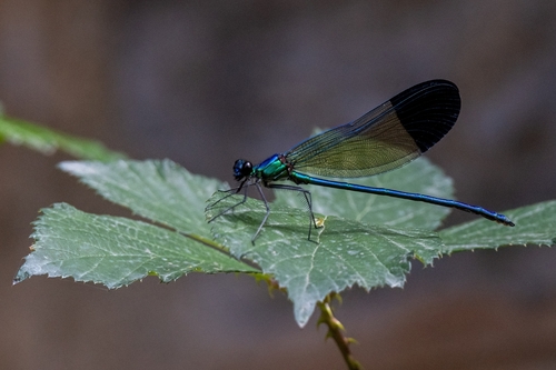 Calopteryx splendens orientalis