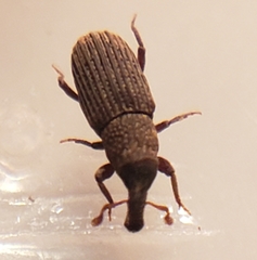 Dryophthorus americanus