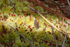 Sphagnum strictum