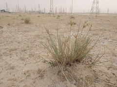 Cyperus conglomeratus