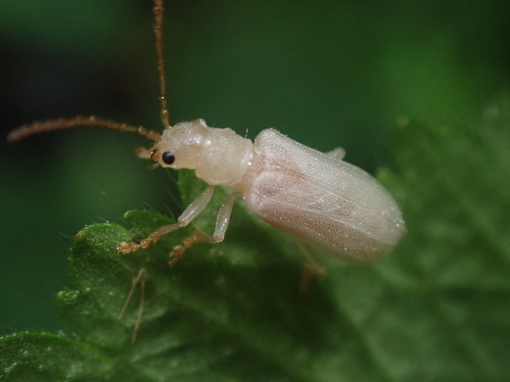 Western Fruit Beetle