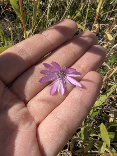 Xeranthemum annuum, photograph 5