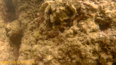 Microlipophrys canevae