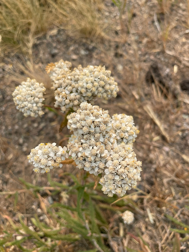 common yarrow