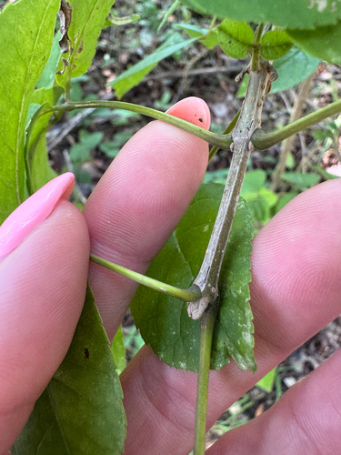 Fraxinus quadrangulata, photograph 5