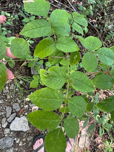 Fraxinus quadrangulata, photograph 6