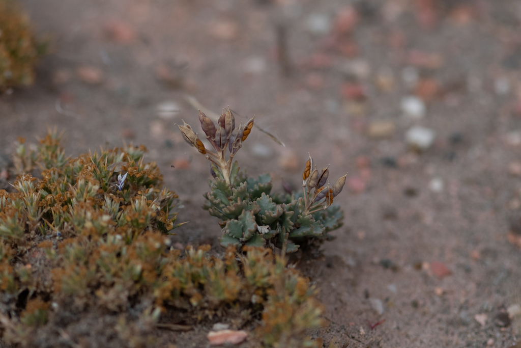 Sarcodraba subterranea