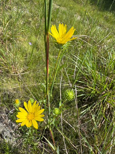 Grindelia lanceolata, photograph 6