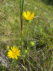 Grindelia lanceolata, photograph (c) Shelby Lyn Sanders, some rights reserved (CC BY)