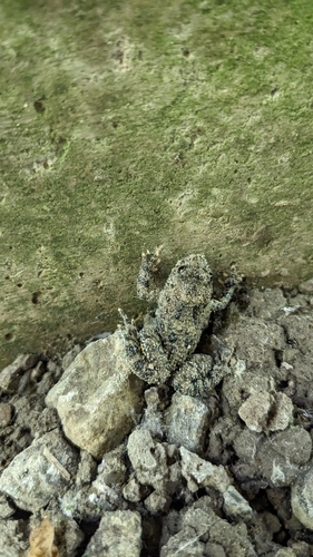 Yellow-bellied Toad