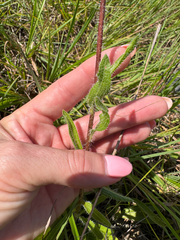 Echinacea tennesseensis, photograph (c) Shelby Lyn Sanders, some rights reserved (CC BY)