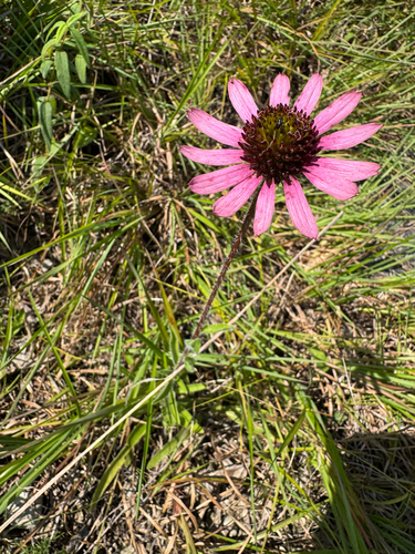 Echinacea tennesseensis, photograph 3