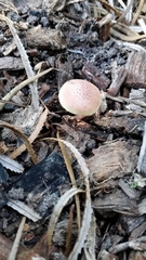 Gymnopilus dilepis