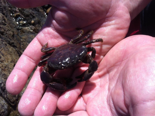 Ozius deplanatus