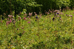 Aquilegia vulgaris