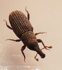 Dryophthorus americanus