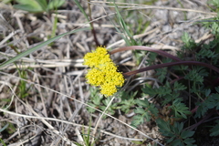 Lomatium cous