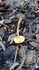 Gymnopilus dilepis