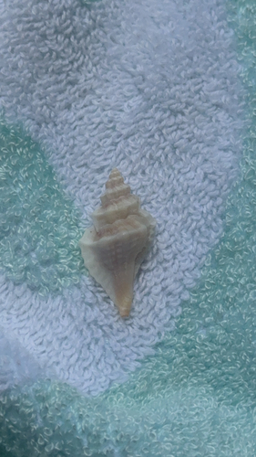 Eupleura sulcidentata observed 2026-08-07