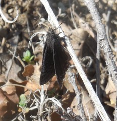 Erynnis brizo