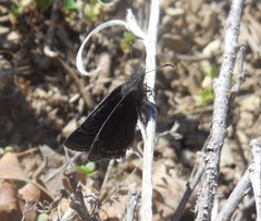 Erynnis brizo