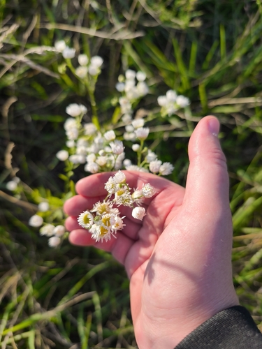 annual fleabane