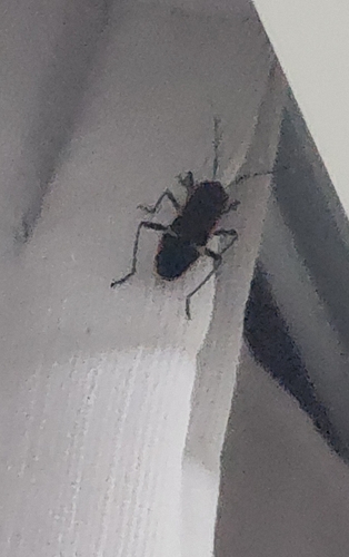 gutta bug