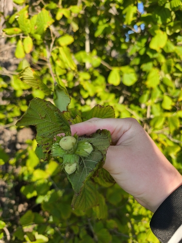 common hazel