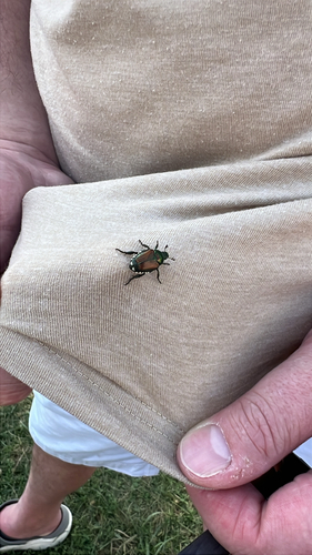Japanese Beetle