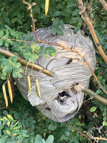 Bald-faced Hornet