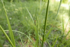 Limonia phragmitidis