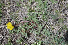 Lomatium cous