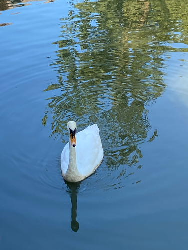 Mute Swan
