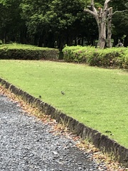 Spodiopsar cineraceus