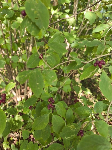 Fly Honeysuckle