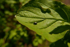 Bruchidius marginalis