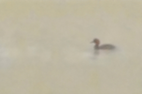 Little Grebe